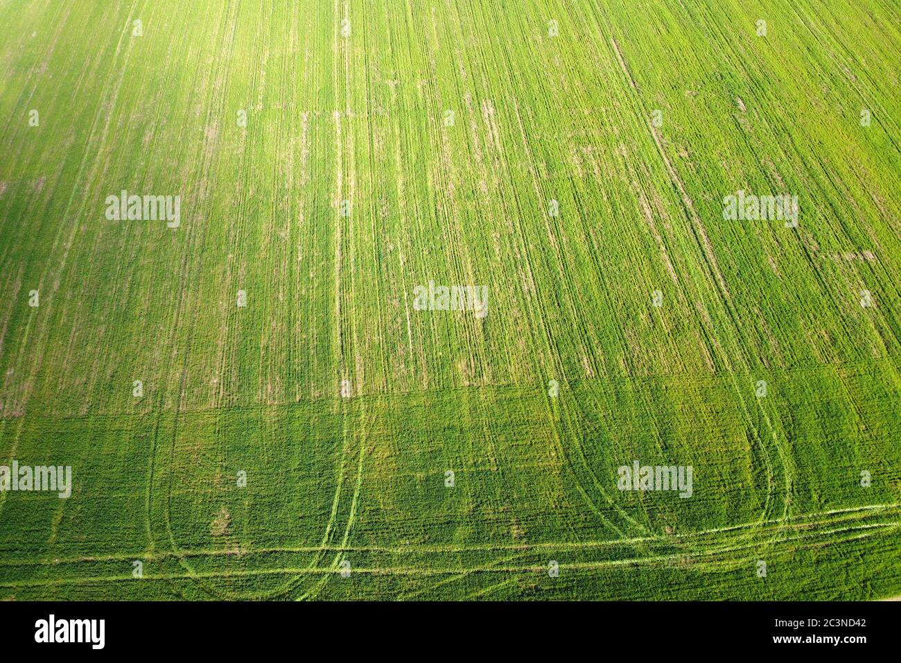 Luftaufnahme des grünen Feldes der Winterkulturen mit Radmarken. Frühling landwirtschaftlich, Ackerland, Draufsicht. Landwirtschaft Stockfoto