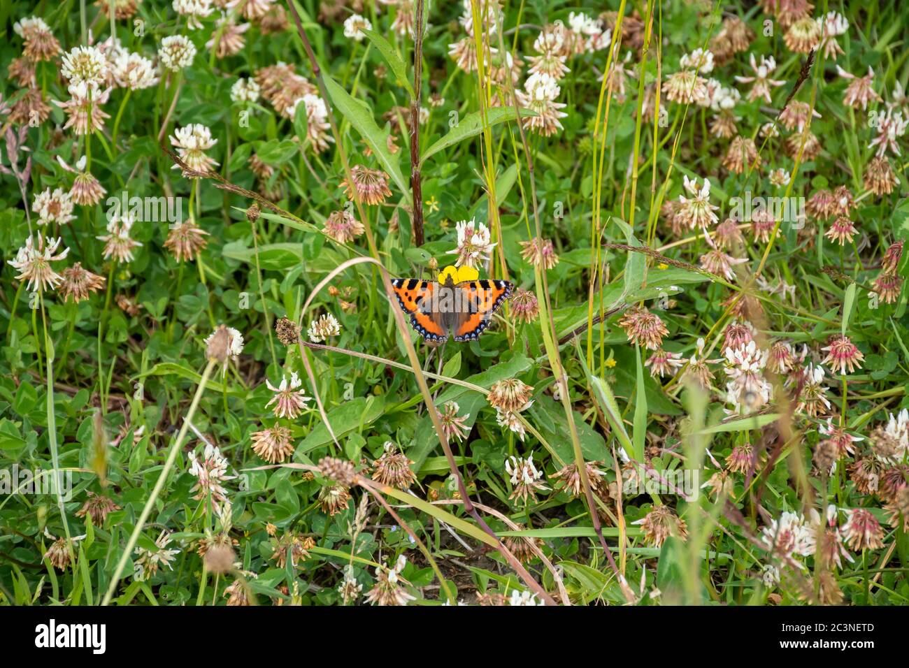 Ein schwarzer und oranger Schmetterling zwischen wilden Blumen auf einem Feld in der Nähe von Glasgow, Schottland Stockfoto