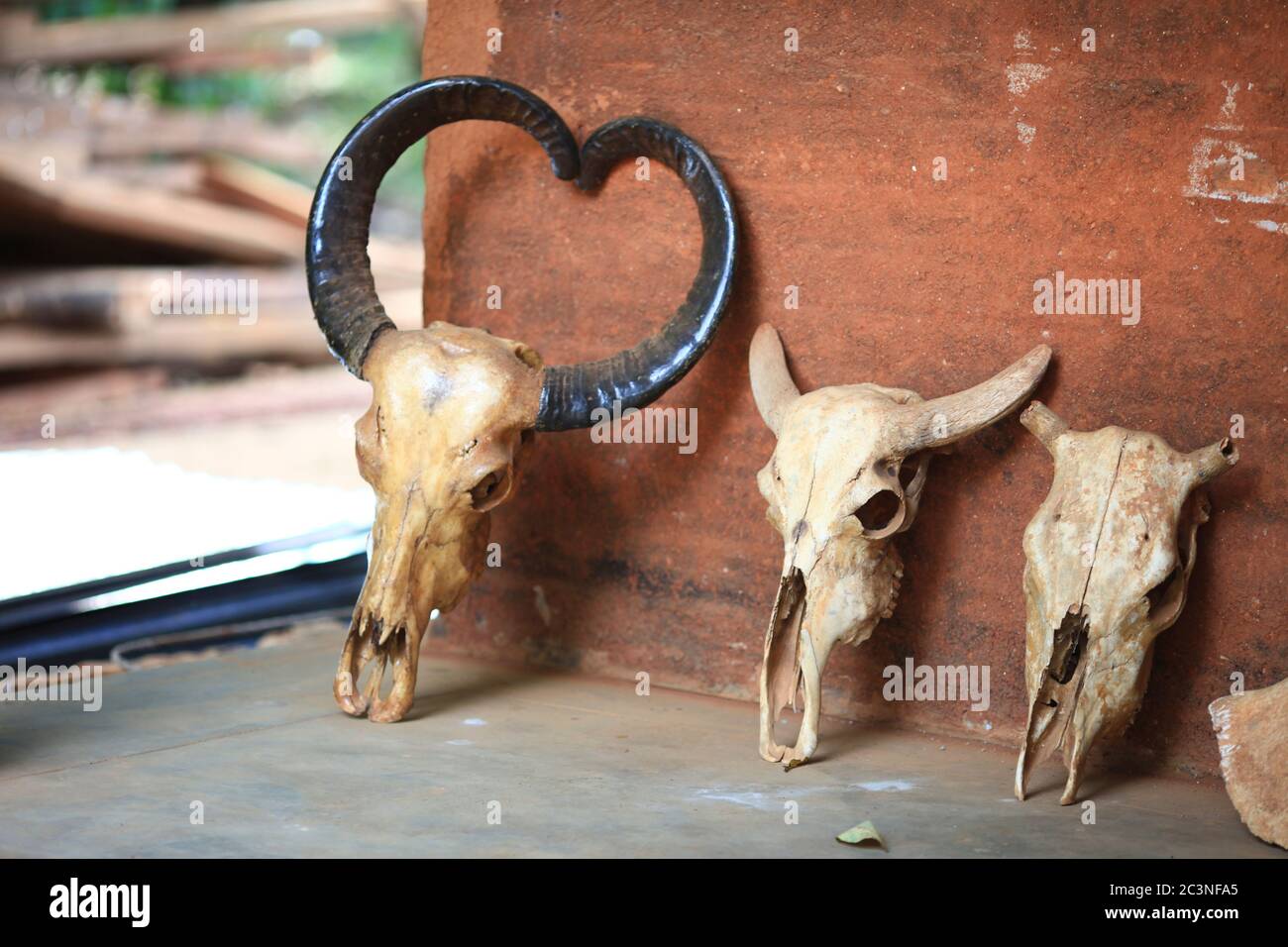 Knochen von Tieren. Trophäe des Vedda (veddha) Stammes von Sri lanka. Hergestellt in einem Dorf Stockfoto