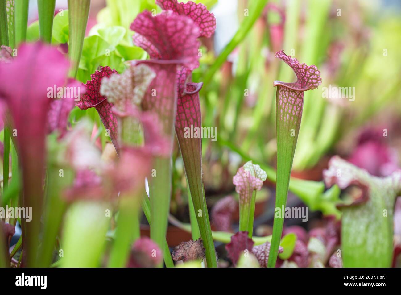 Nepenthes fleischfressende Pflanze in riesigen botanischen Garten, Naturkonzept Stockfoto