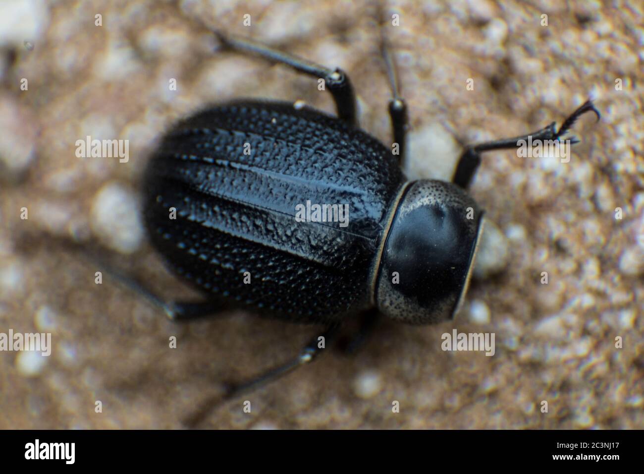 Wüstenkäfer Makrofotografie Stockfoto