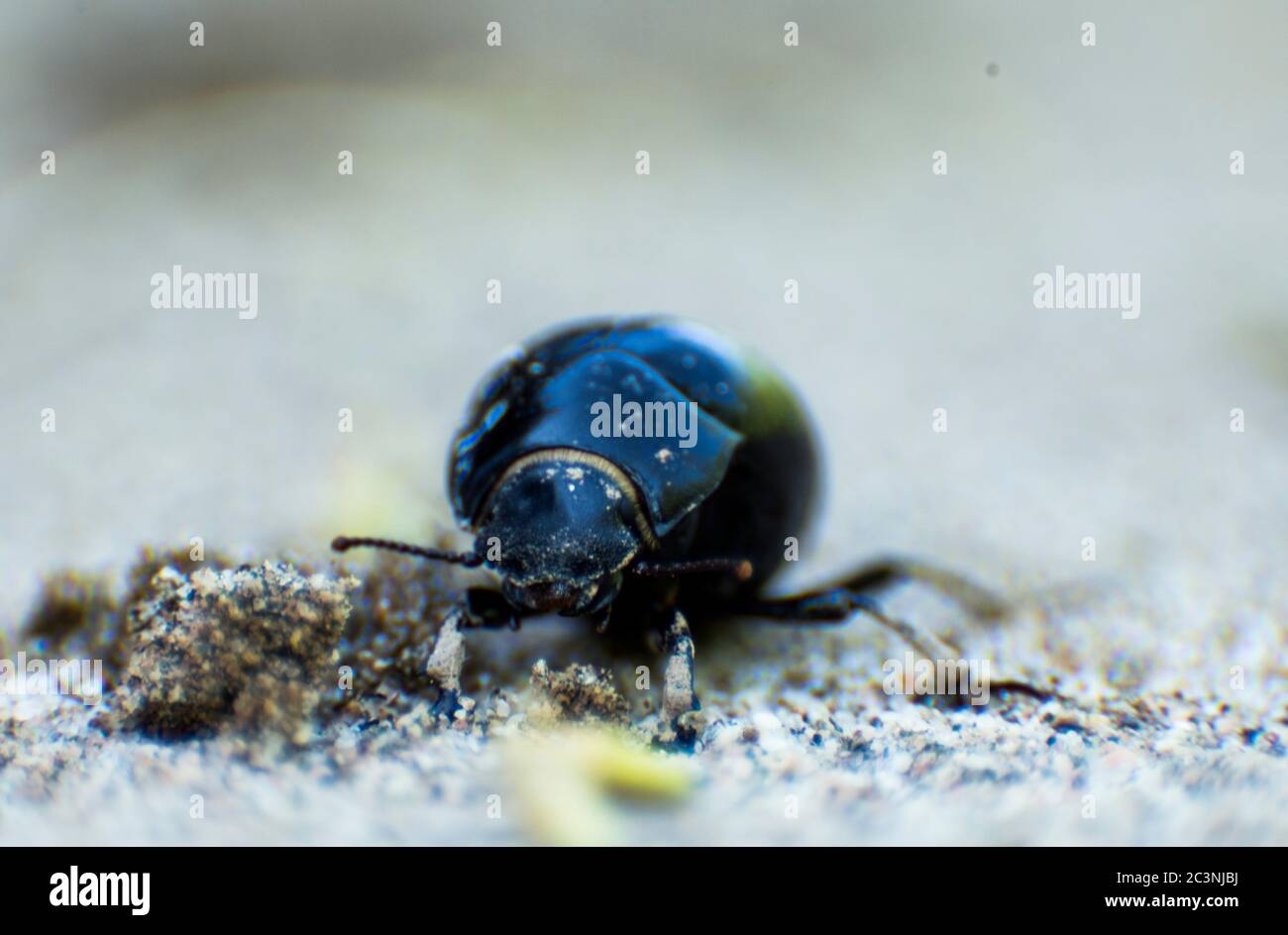 Wüstenkäfer Makrofotografie Stockfoto