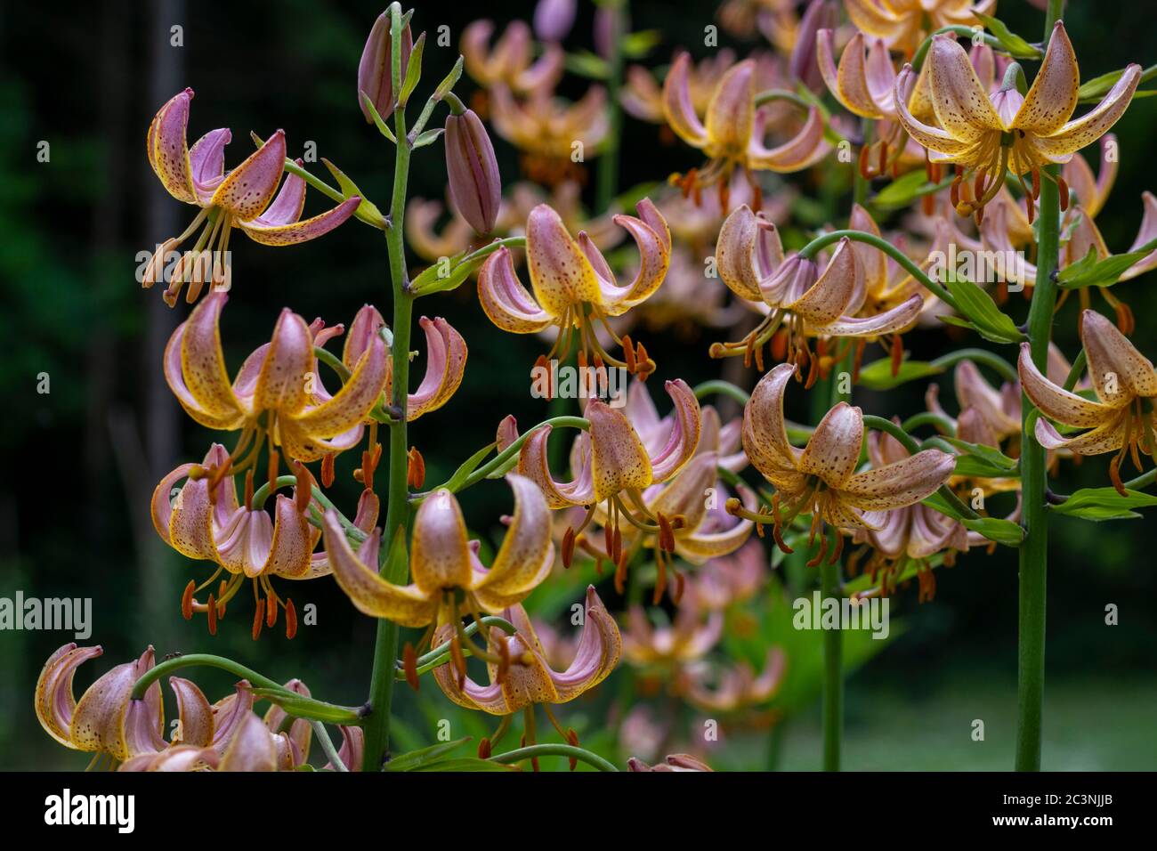 Eine Gruppe von Lilienblumen, Gay Light Stockfoto