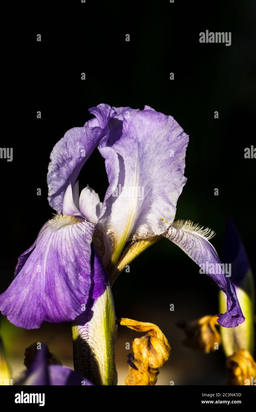 Schöne Iris Blumen in der Abendsonne mit intensivem Licht und Schatten Spiel Stockfoto