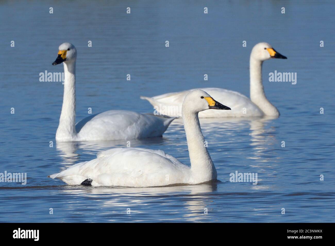 Bewick's Swan (Cygnus columbianus bewickii) Erwachsene schwimmen auf einem Sumpfgebiet Pool, Gloucestershire, Großbritannien, November. Stockfoto Bewick's Swan (Cygnus columbianus bewickii) Erwachsene schwimmen auf einem Sumpfgebiet Pool, Gloucestershire, Großbritannien, November. Stockfoto