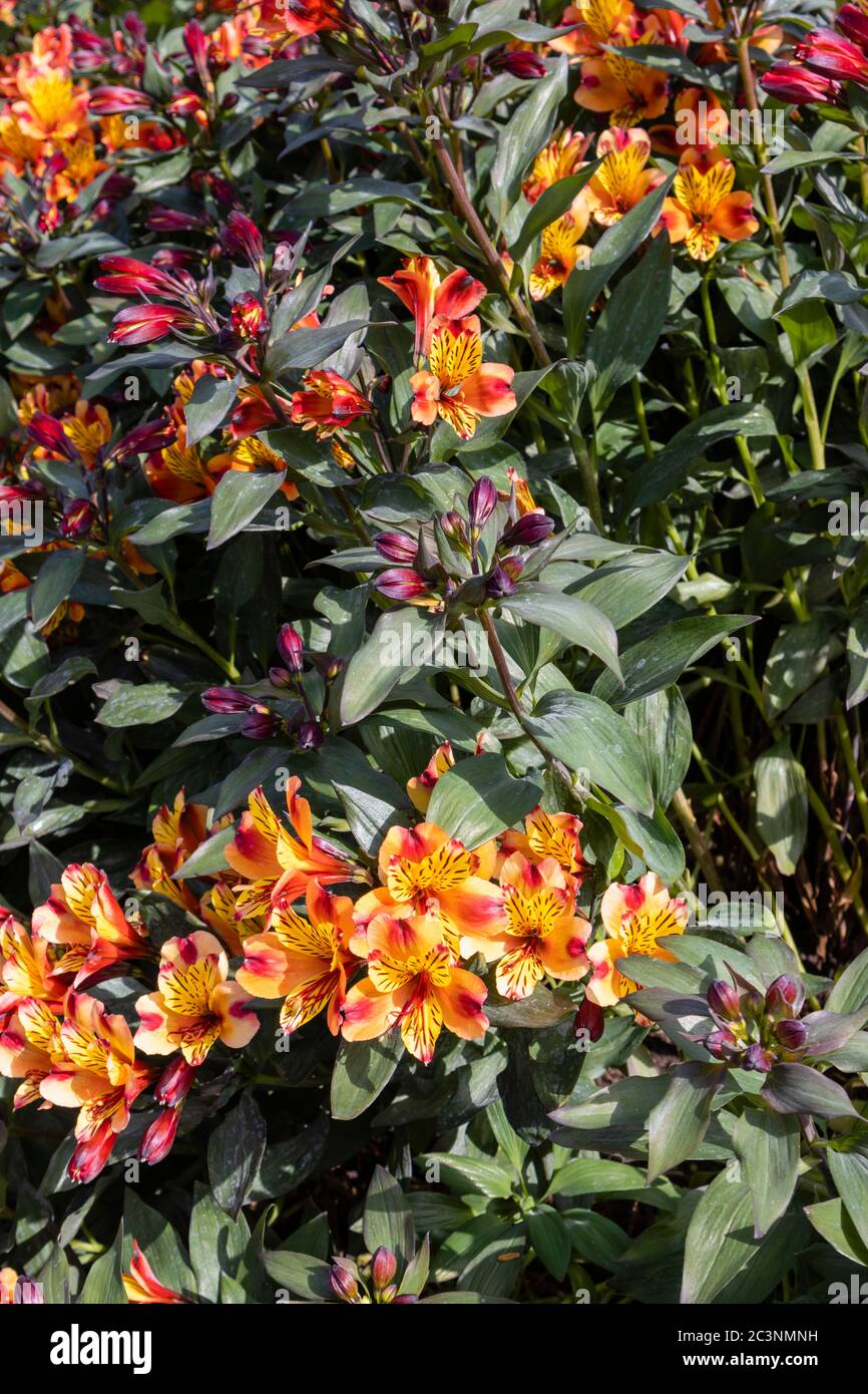 Farbenfrohe orange und gelbe Alstromeria Indian Summer 'Tesronto' in Blüte im späten Frühjahr / Frühsommer im RHS Garden Wisley, Surrey, SE England Stockfoto
