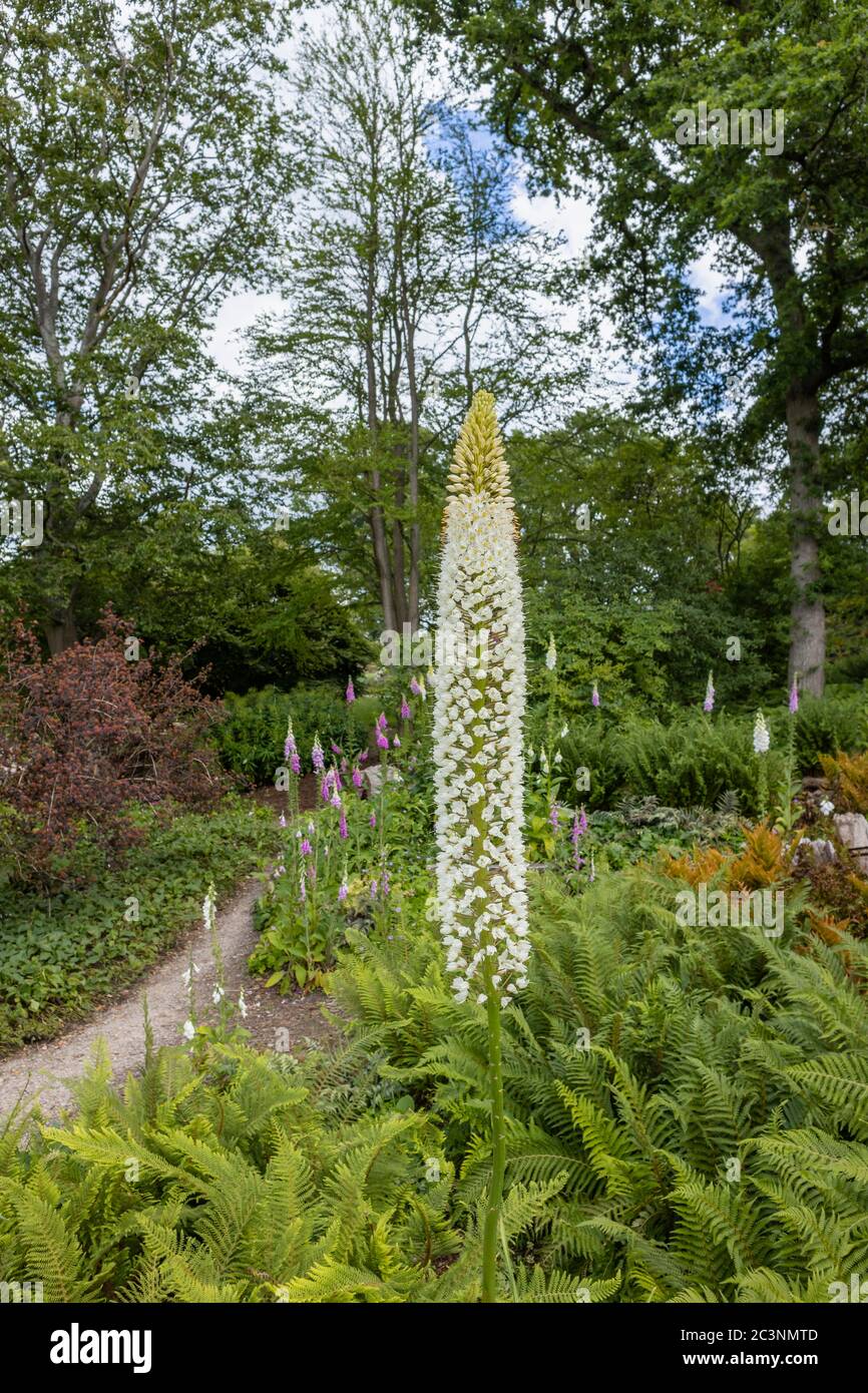 Ein hoher Stachel weißer Eremurus himalaicus (Himalaya-Fuchsschwanz-Lilie), der im späten Frühjahr / Frühsommer im RHS Garden Wisley, Surrey, SE England blüht Stockfoto