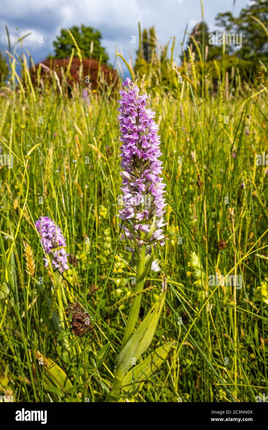 Purple gemeine gefleckte Orchidee (Dactylorhiza fuchsii) blüht in der Alpine Meadow, RHS Garden Wisley, Surrey, im späten Frühjahr / Frühsommer Stockfoto