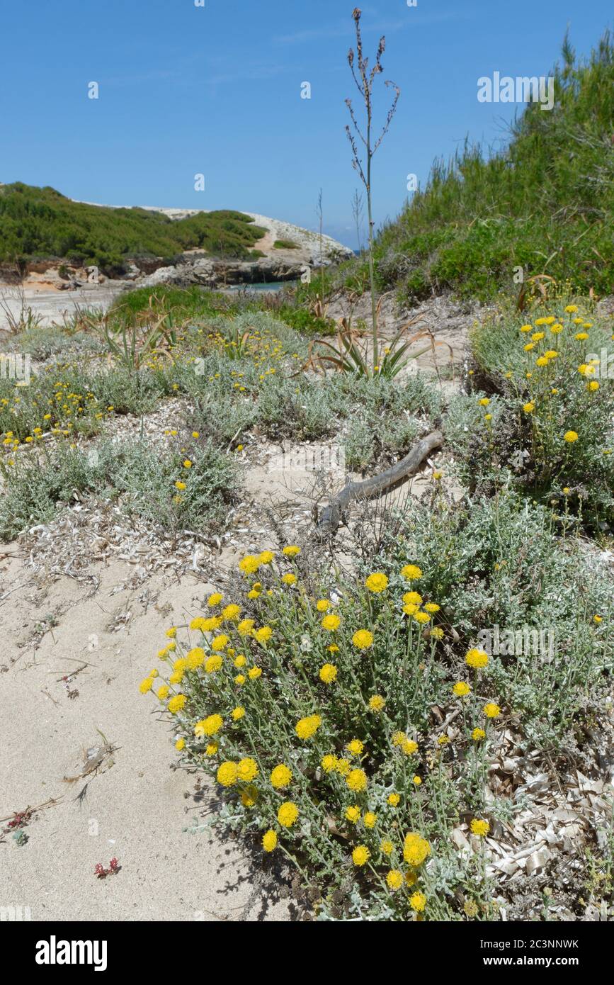 Ewige / ewige Blume (Helichrysum stoechas) Klumpen blühen auf Sanddünen hinter einem Strand, in der Nähe von Arta, Mallorca Ostküste, Mai. Stockfoto