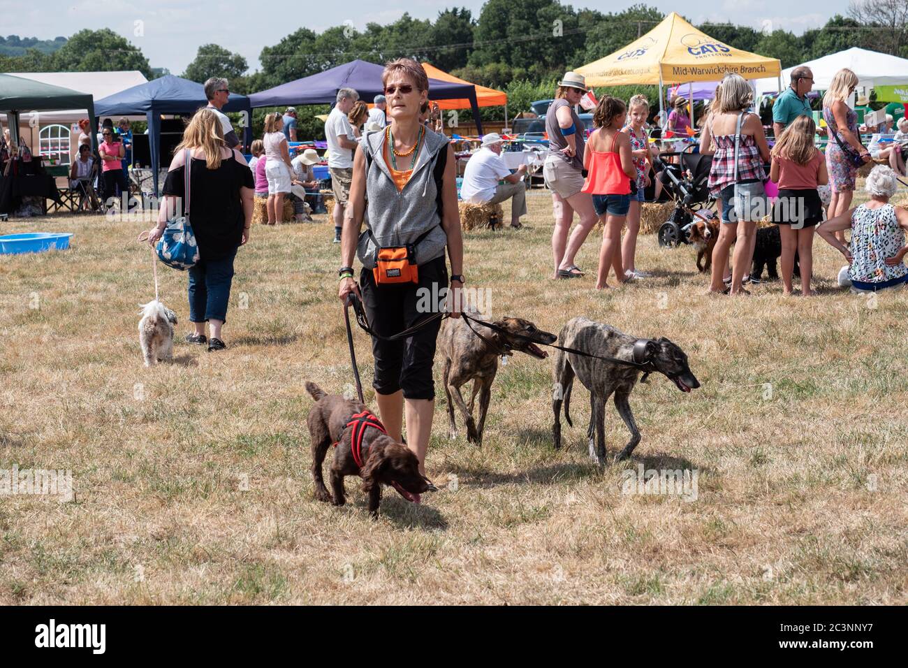 Eine Dame, die mit ihren Hunden auf einem Dorffett läuft, um an einer Hundeausstellung teilzunehmen. England, Großbritannien Stockfoto