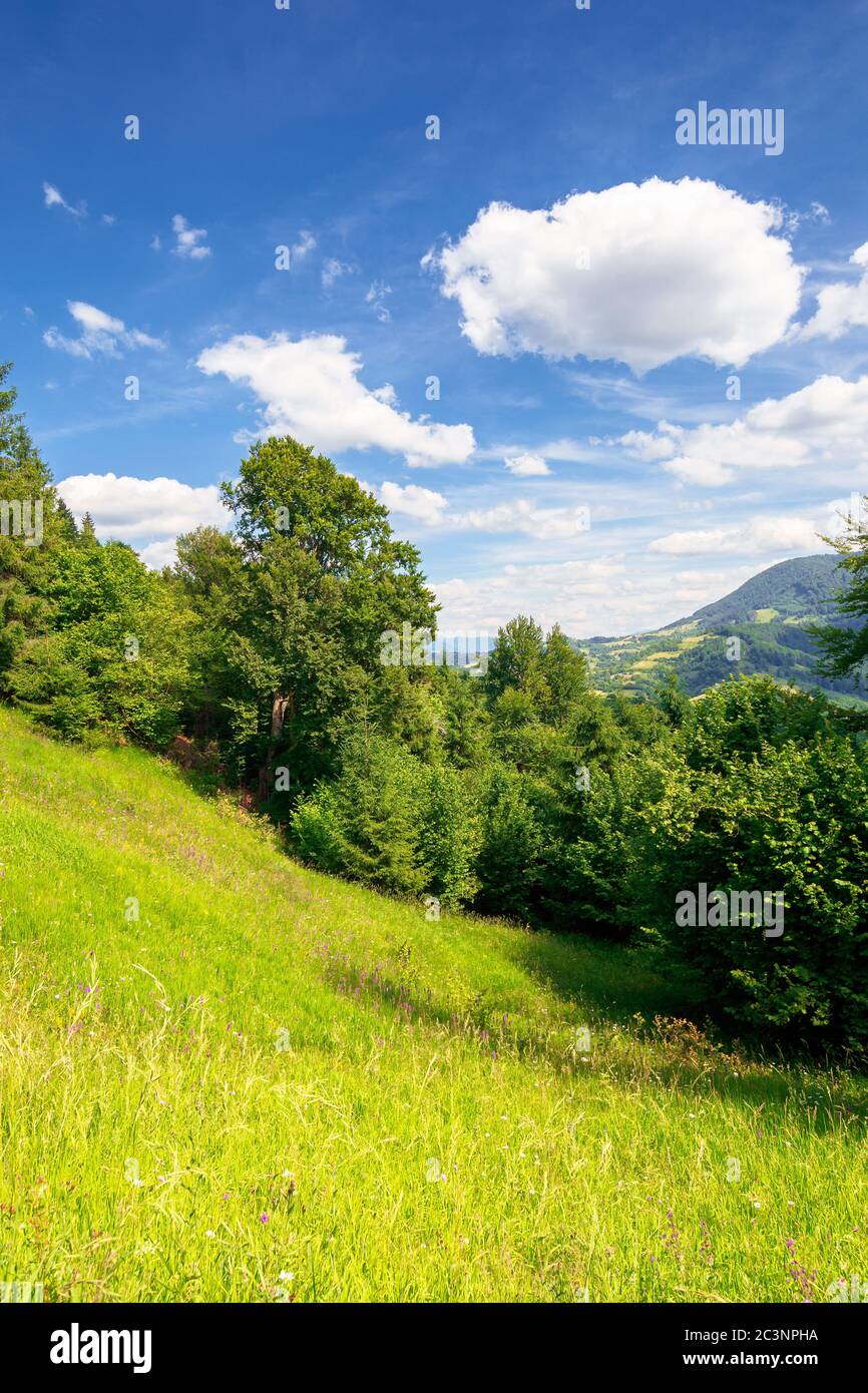 Sommer Berglandschaft. Bäume auf dem grünen grasbewachsenen Hügel. Geschwollene Wolken am blauen Himmel. Idyllische Landschaft. Blick in das ferne Tal an einem sonnigen Tag Stockfoto