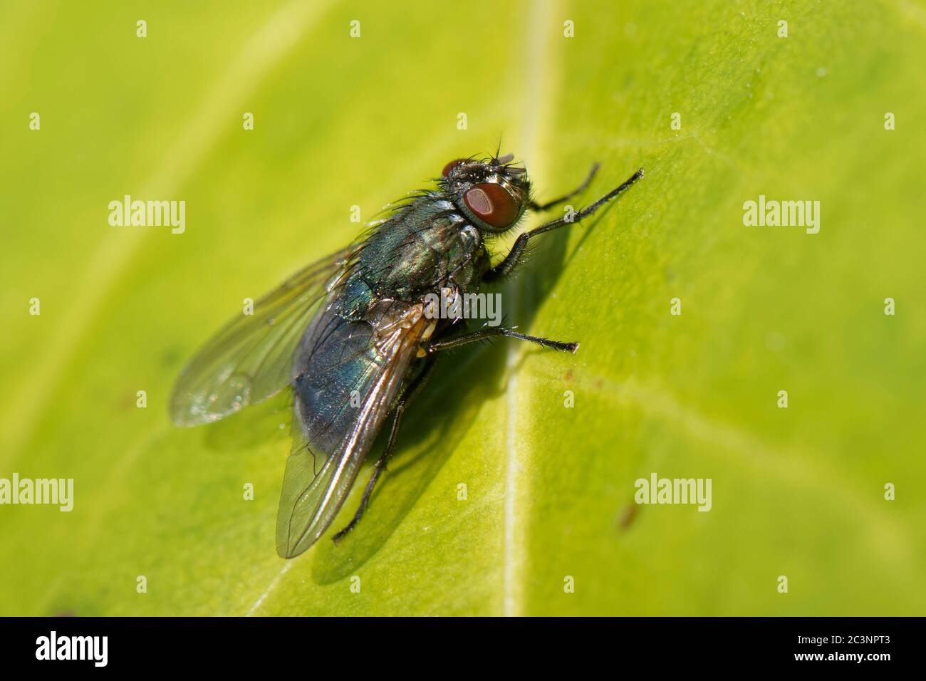 Greenbottle / Muscid Fly (Eudasyphora cyanella) Sonnenbaden auf einem
