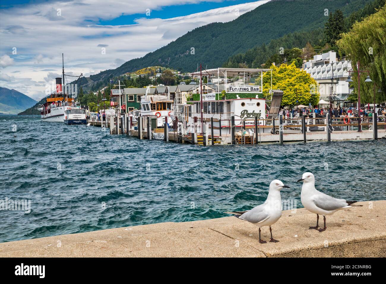 Schwarzschnabelmöwen, Kai in Queenstown Bay, Lake Wakatipu, in Queenstown, Otago Region, South Island, Neuseeland Stockfoto