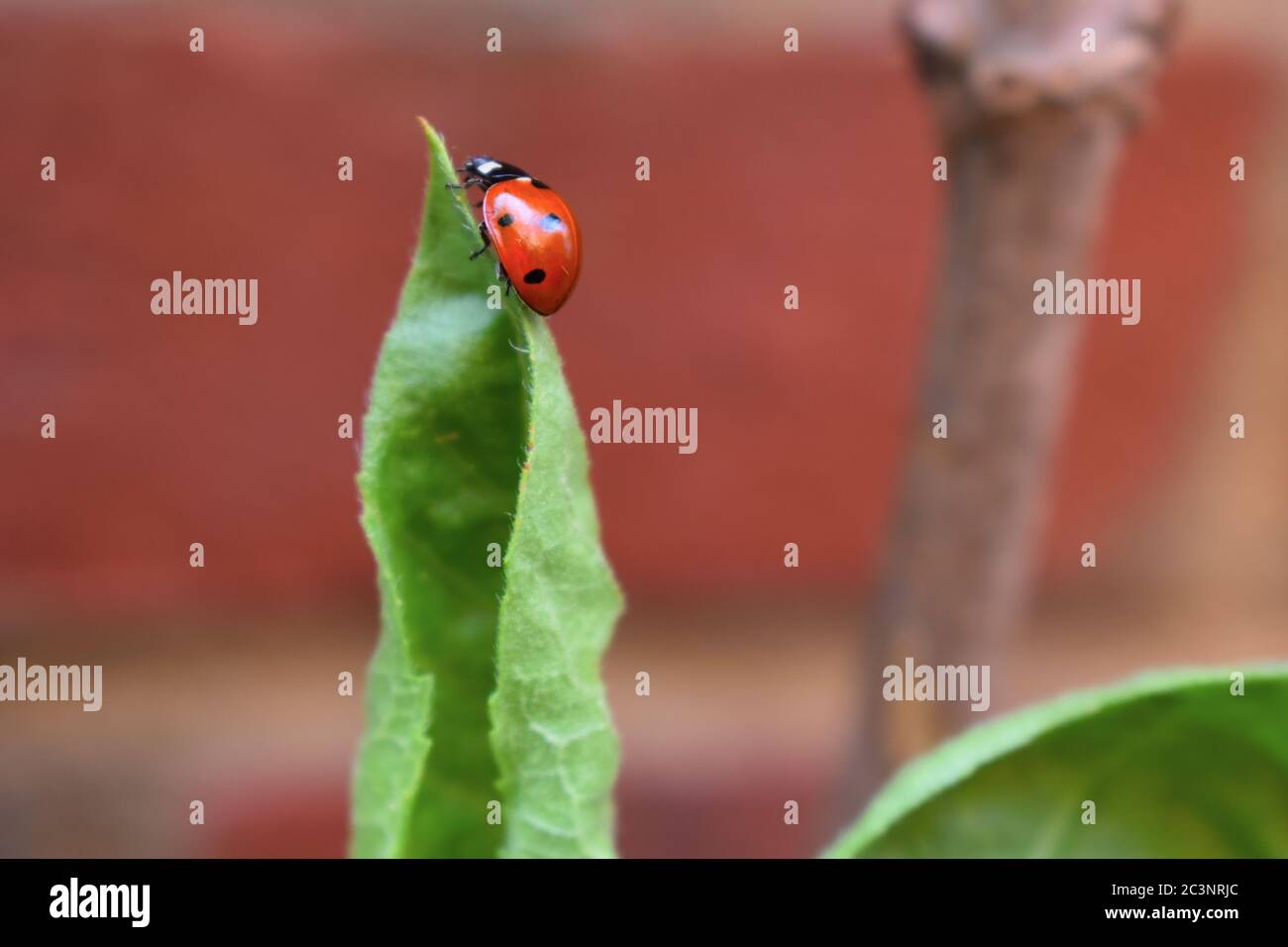 Marienkäfer enthüllt winzige gefleckte runde Kuppeln Es hat kurze Beine und Antennen Marienkäfer verbrauchen Pflanzen fressende Insekten und dadurch helfen sie, Pflanzen zu schützen Stockfoto