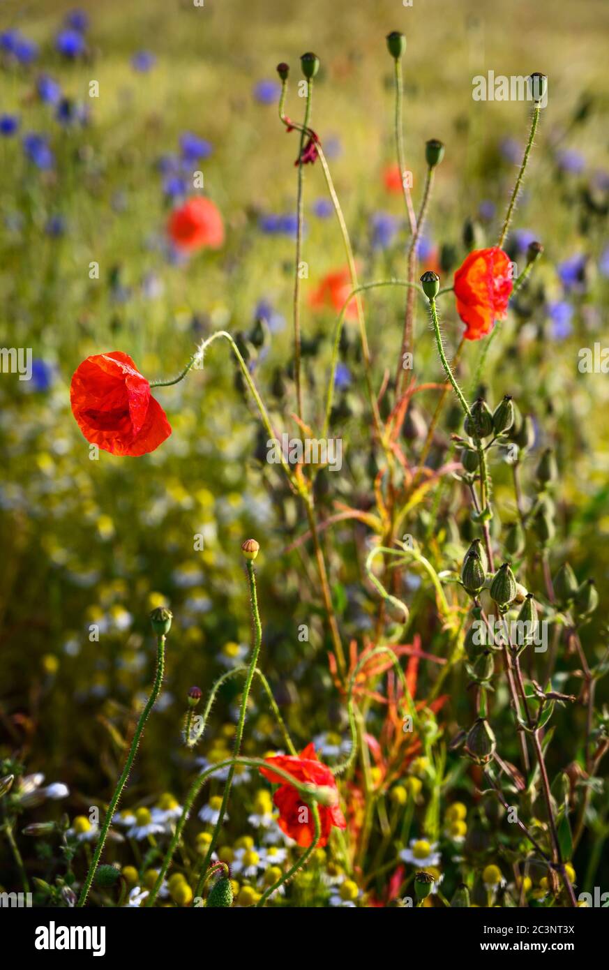 Mohnblumen und Kornblumen in einem Wildblumenfeld in der Nähe von West Wickham in Kent, Großbritannien. Hübsche Szene in der englischen Landschaft mit Mohnblumen und Kornblumen Stockfoto