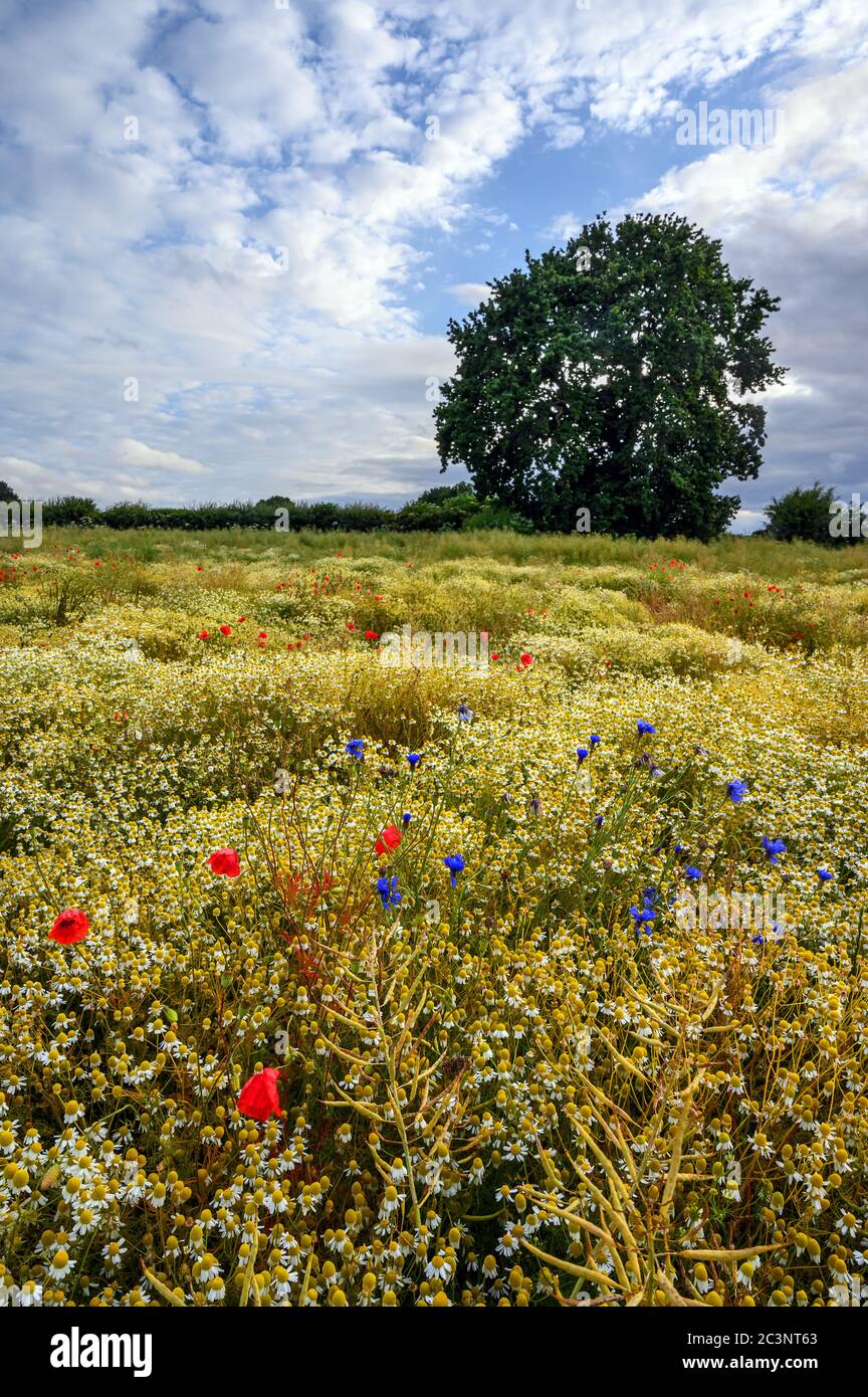 Mohnblumen in einem Wildblumenfeld in der Nähe von West Wickham in Kent, Großbritannien. Hübsche Szene in der englischen Landschaft mit Mohnblumen, Kornblumen und Gänseblümchen Stockfoto