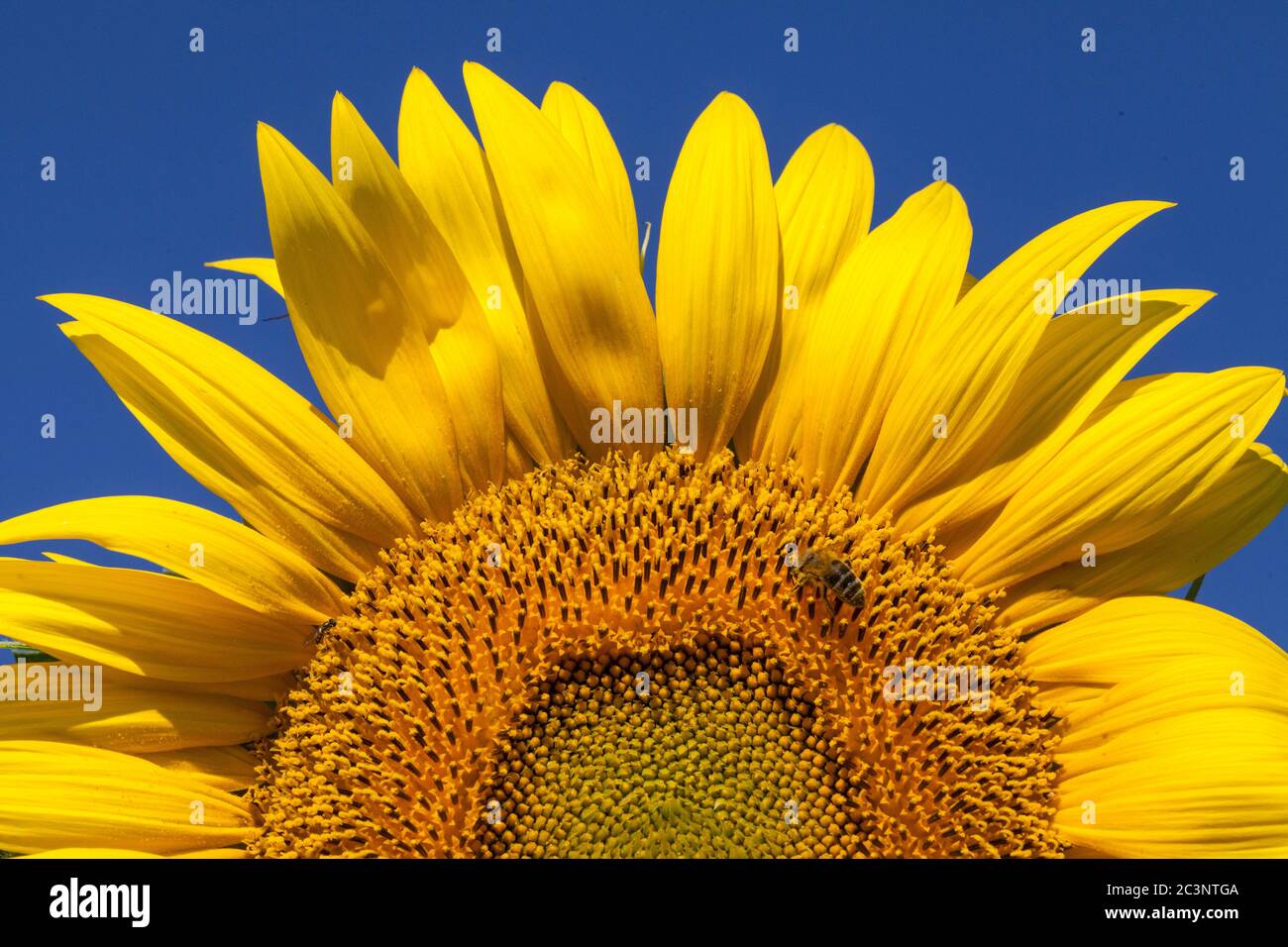 Nahaufnahme einer Honigbiene auf einer riesigen, gelben Sonnenblume mit einem strahlend blauen Himmel. Stockfoto