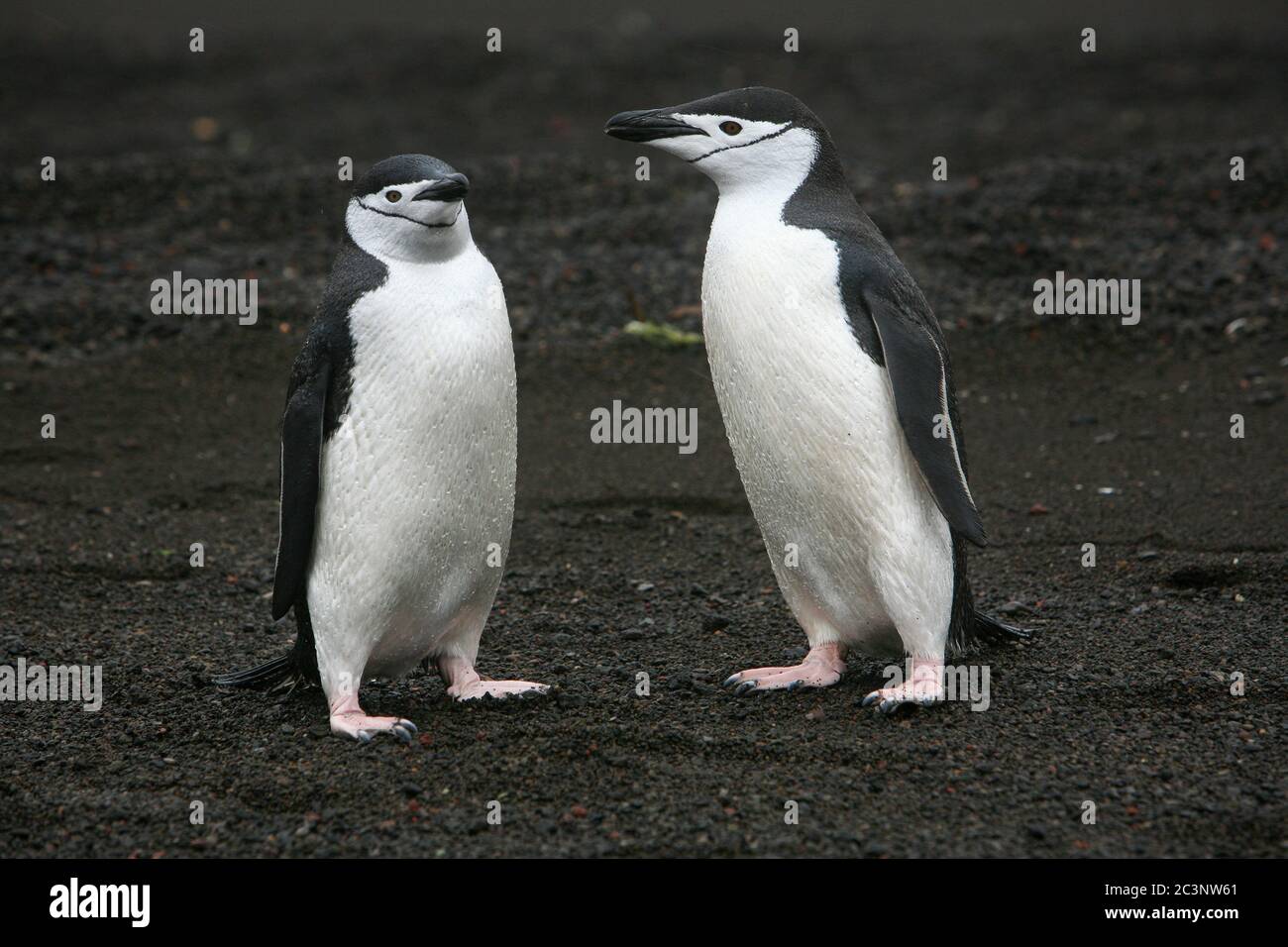 Kinnriemen Pinguine (Pygoscelis antarctica), auch bekannt als Steinknacker Pinguine aufgrund ihrer harten Ruf, am Strand von Telefon Bay in der Antarktis. Stockfoto