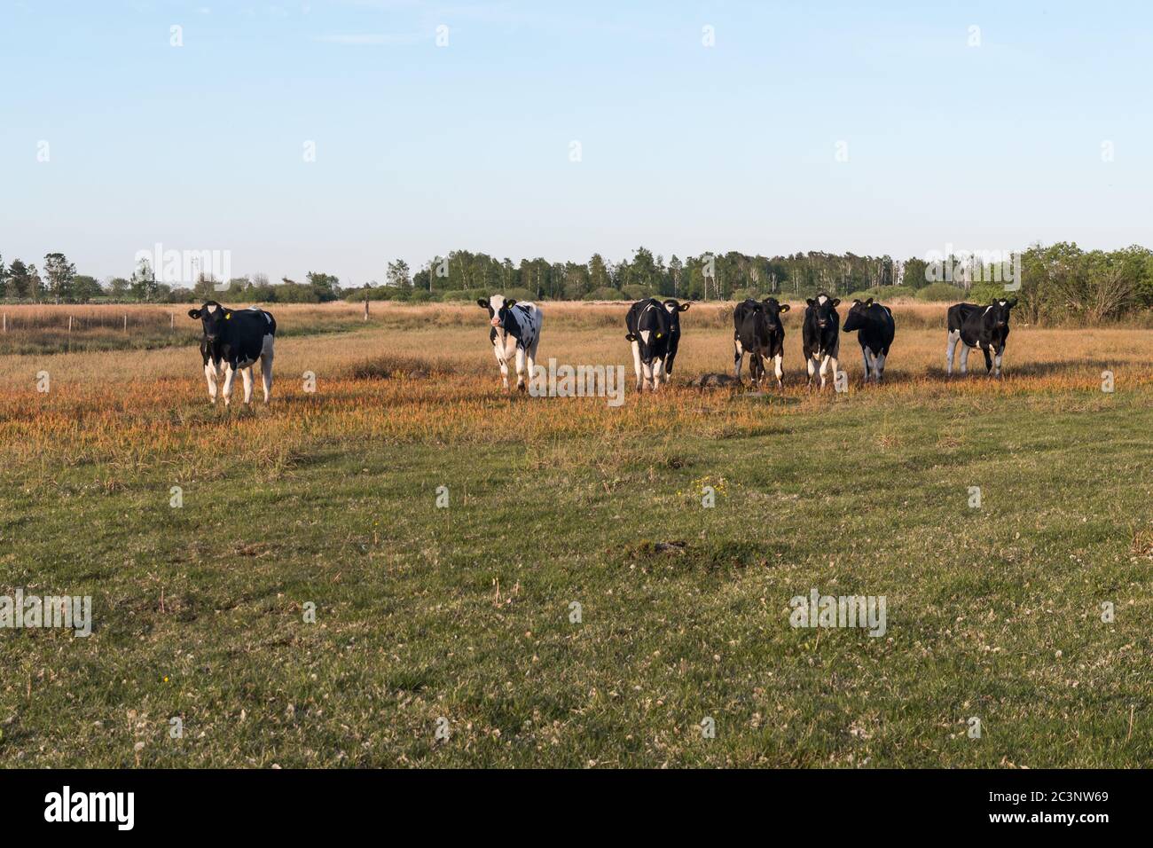 Junge schwarze und weiße Kühe stehen nebeneinander in einem Grasland Stockfoto