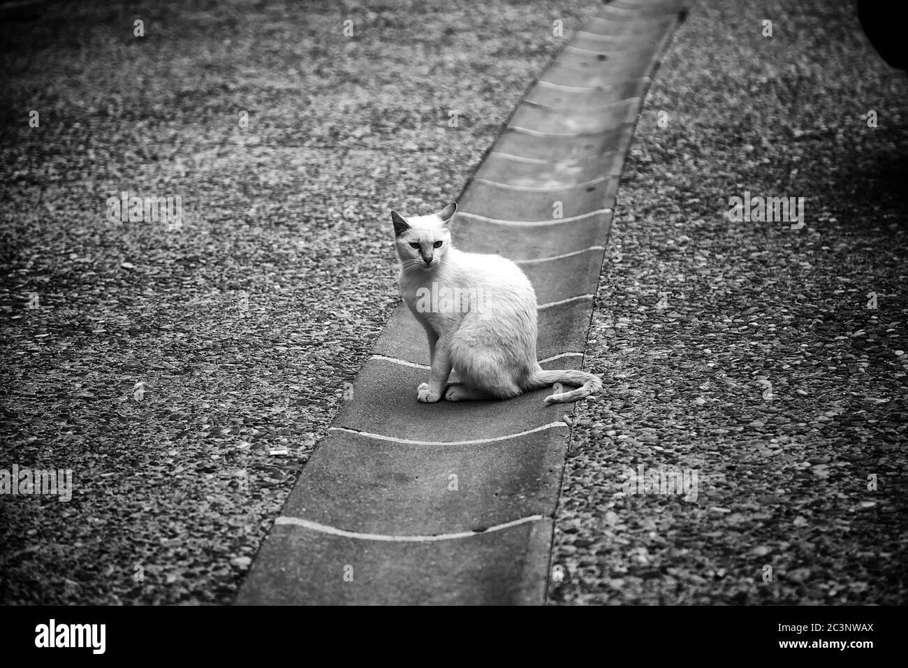 Streunende weiße Katze, Detail von verlassenen Tier, obdachlos Stockfoto