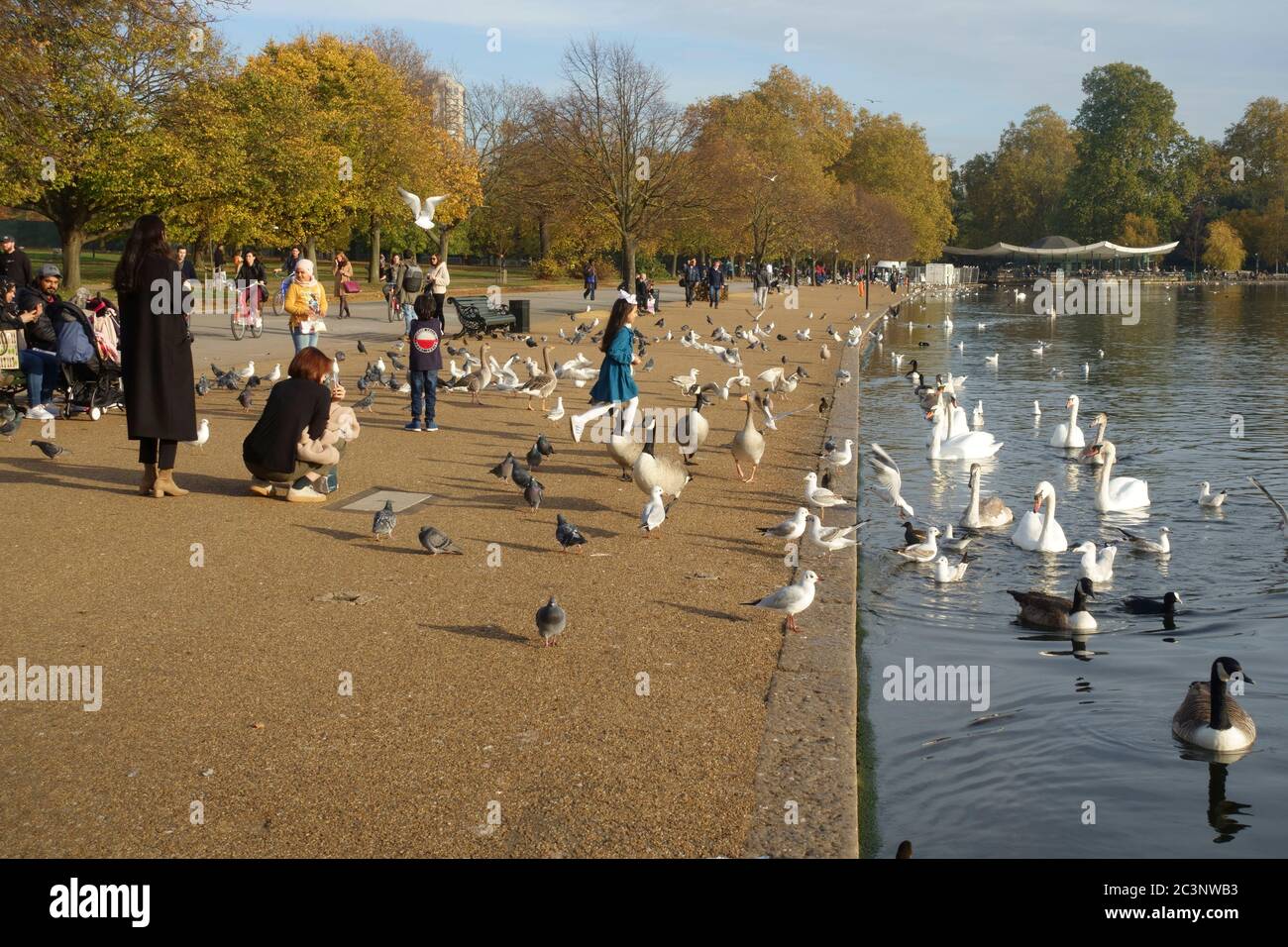 Menschen, die Gänse, Schwäne und Tauben im Hyde Park füttern Stockfoto