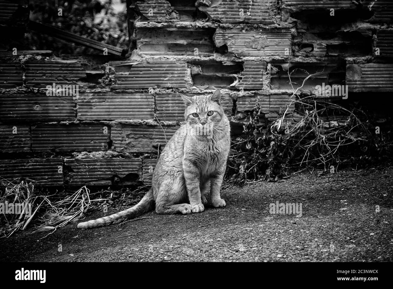 Streunende Katze essen auf der Straße, Haustiere Stockfoto