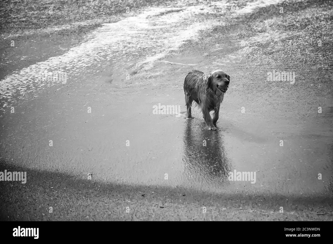 Hund zu Fuß am Strand, Detail des Haustieres, glückliches Haustier Stockfoto
