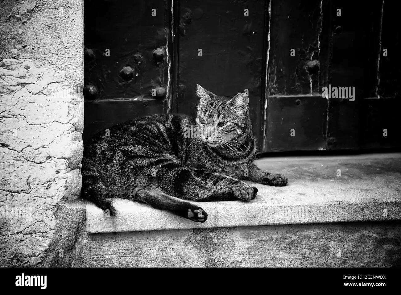 Streunende Katzen auf einer Leiter, Detail von streunenden Tieren Stockfoto