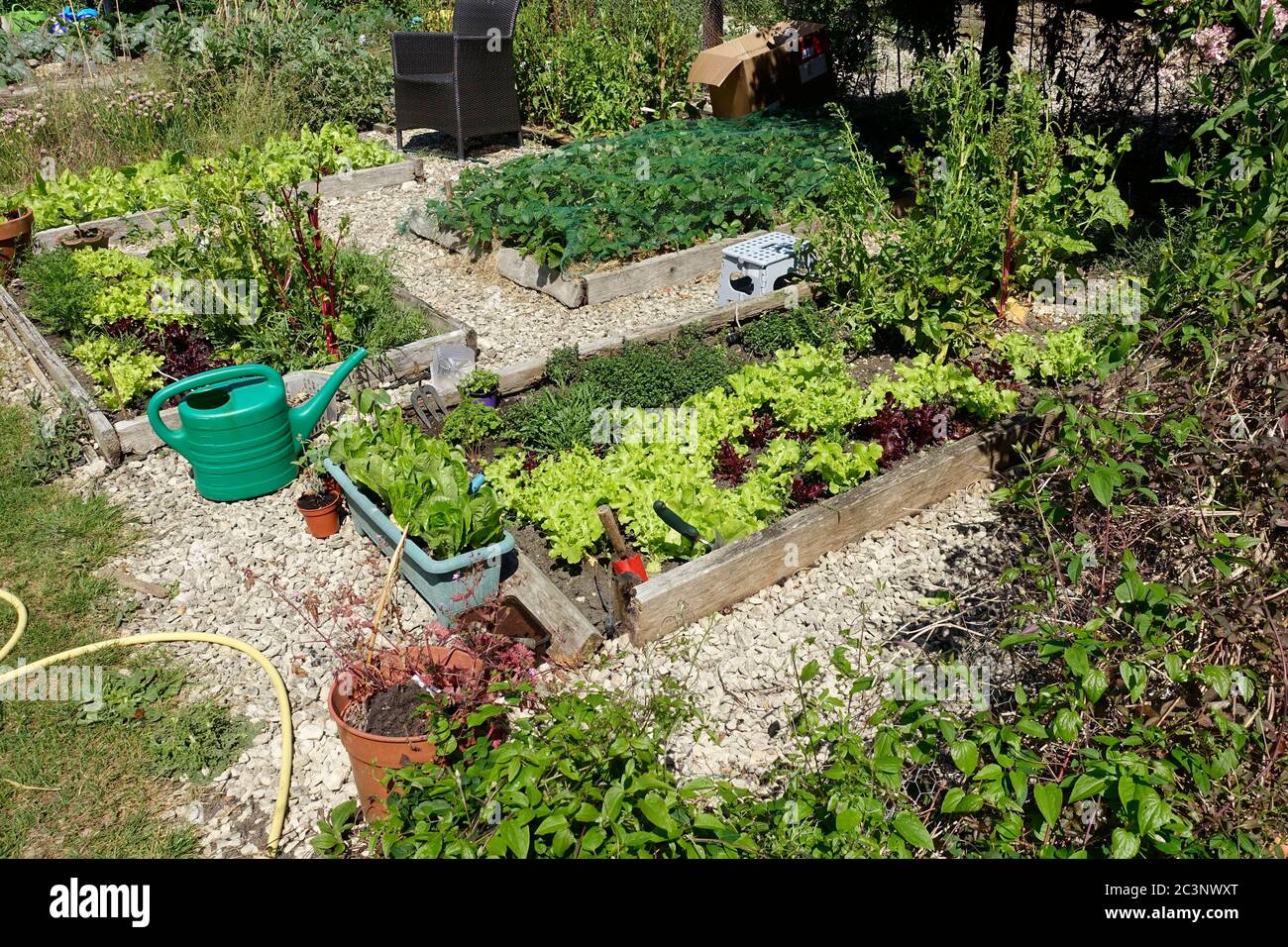 Produktive Hochgemüsebetten Großbritannien Stockfoto