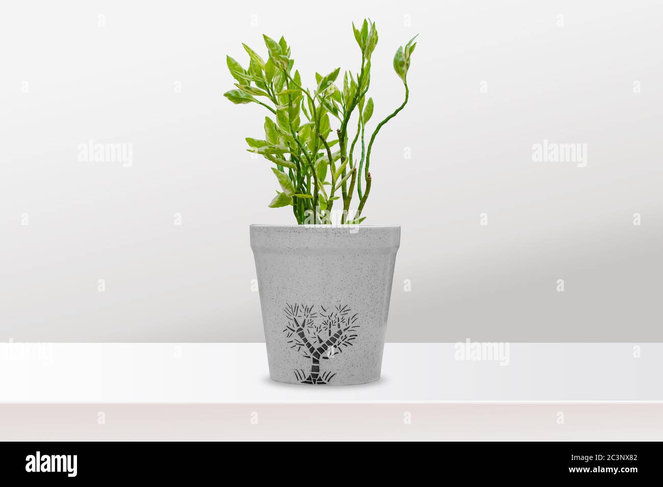 Zimmerpflanze Ficus benjamina mit bunten Blättern im Blumentopf, isoliert auf weißem Hintergrund, Copy Space Stockfoto