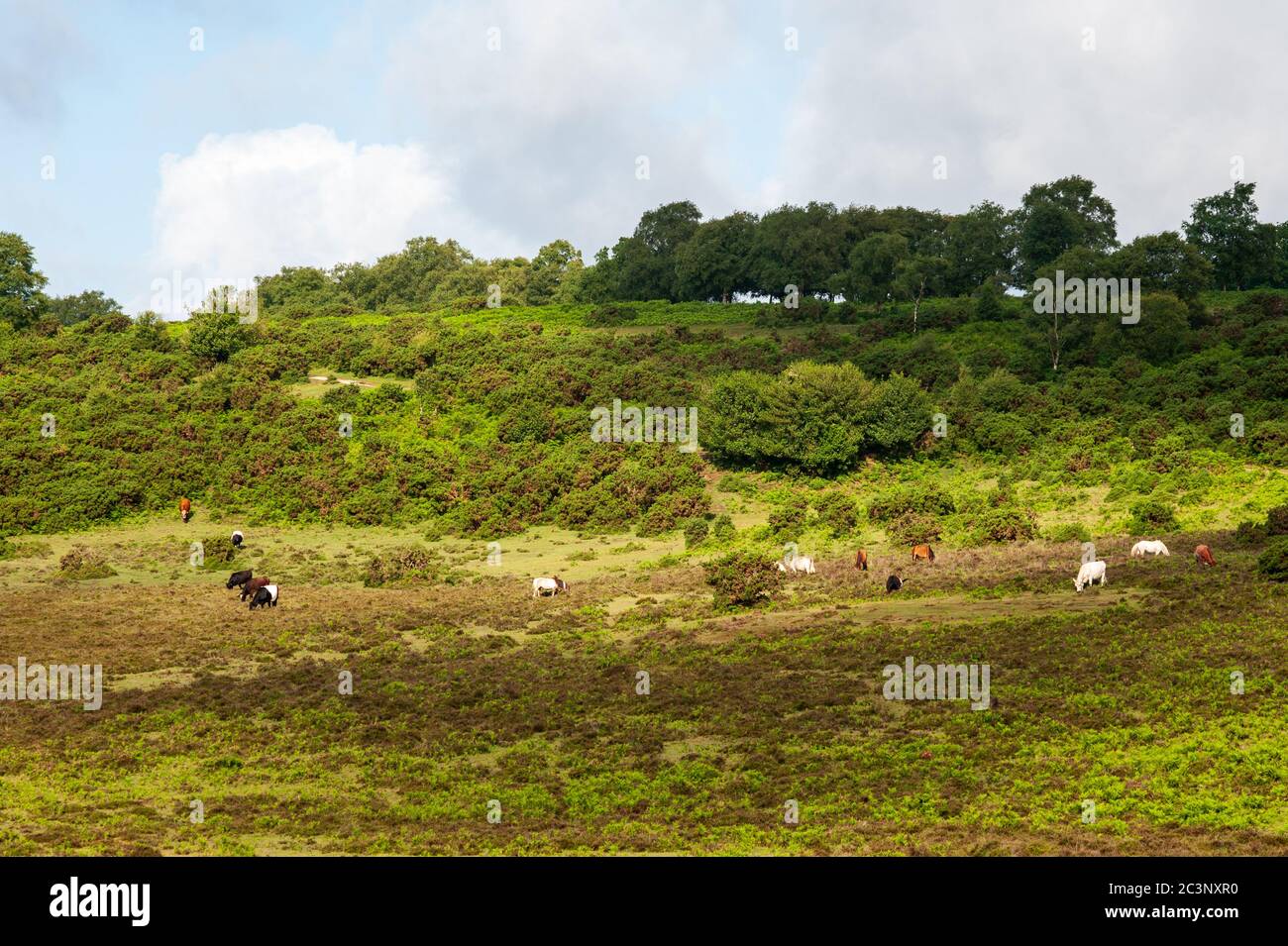 New Forest Tiere grasen in grüner Landschaft mit Schatten, Hampshire, Großbritannien Stockfoto