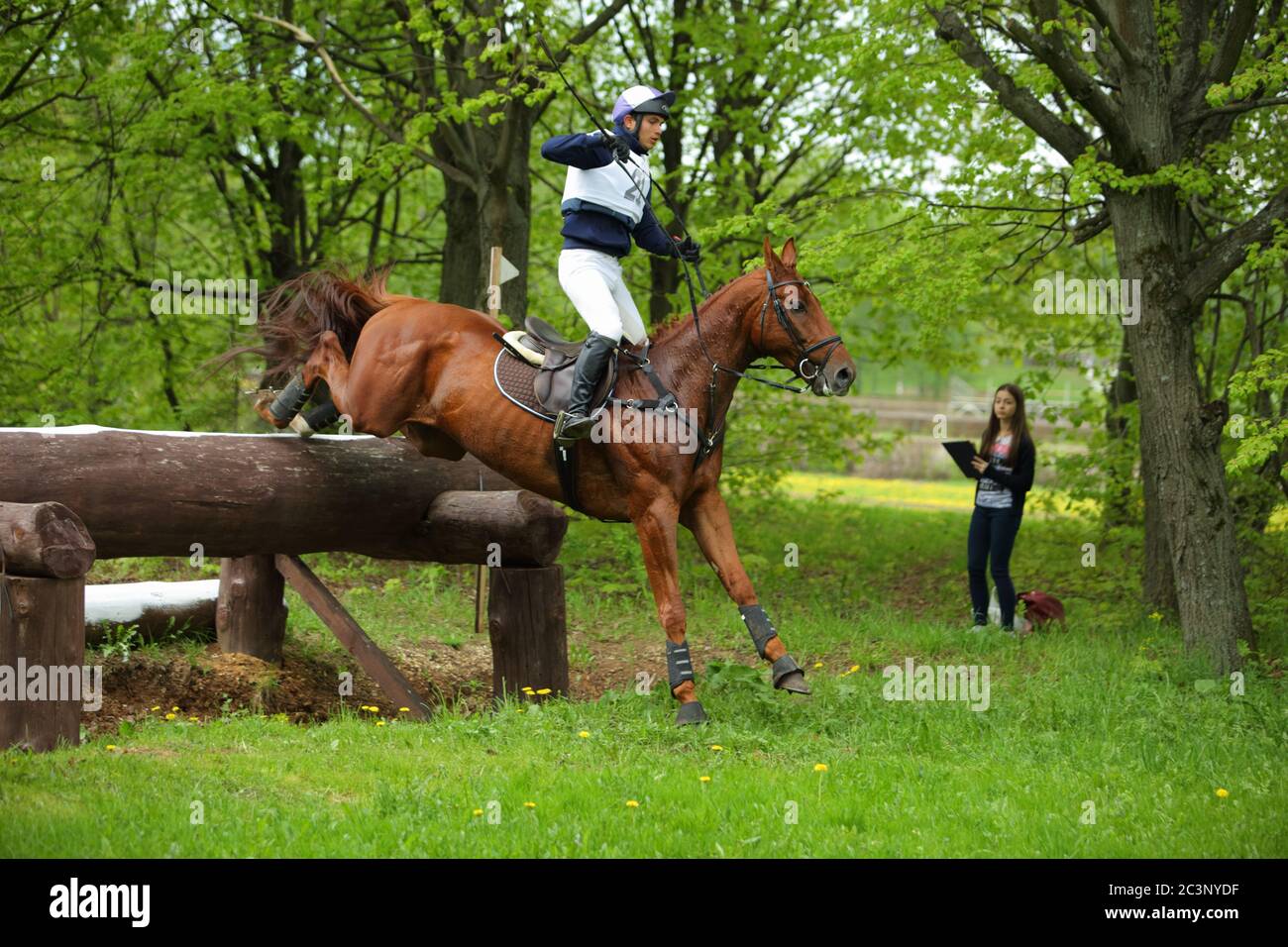 Pferd und Reiter springen die Zäune der Langlaufloge Stockfoto