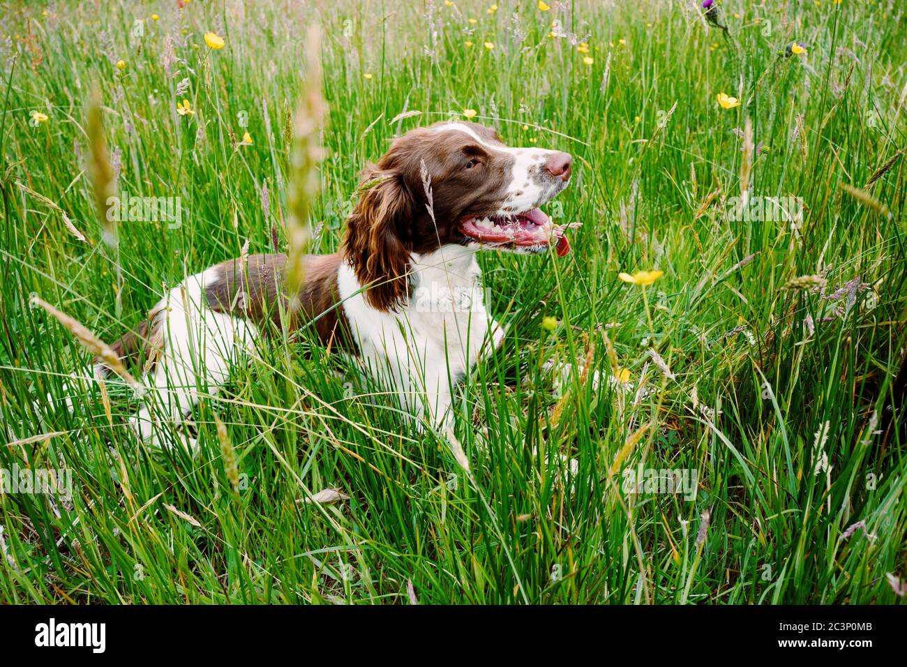 Englisch Springer Spaniel Stockfoto