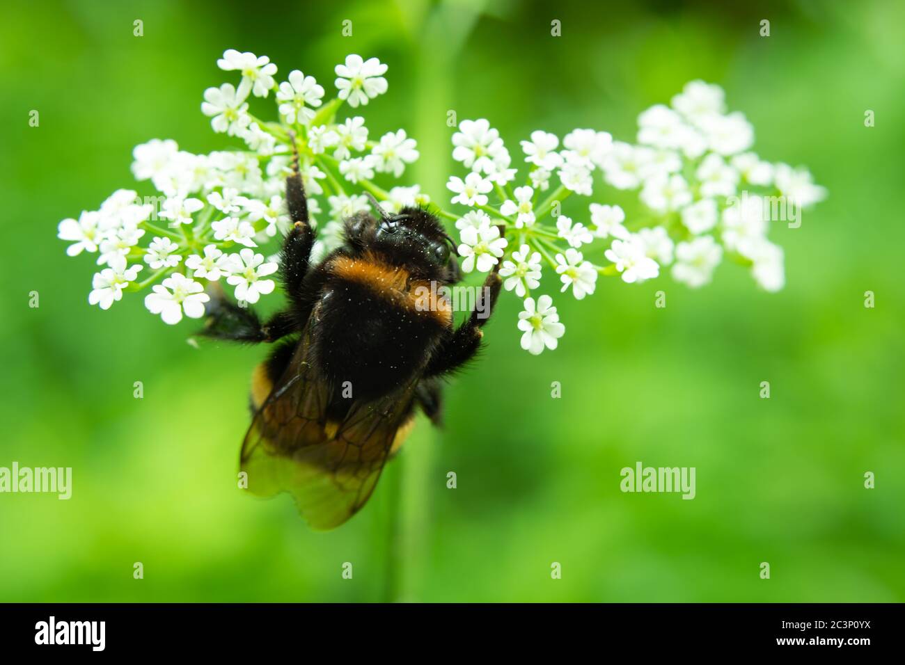 Eine Hummel auf weißen Blumen sitzend, Sommer Blick Stockfoto