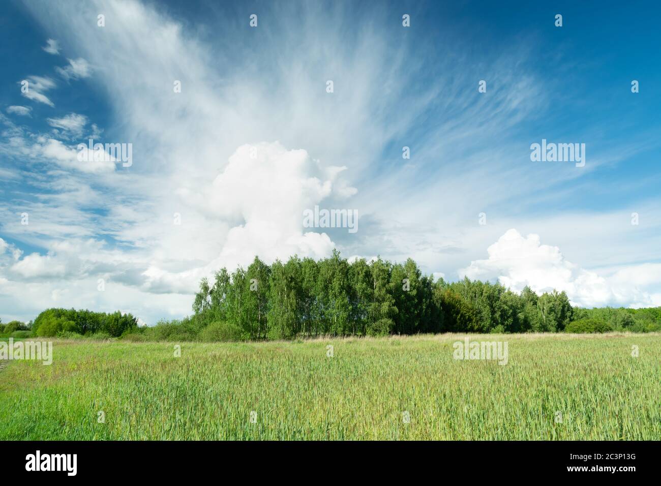 Weiße Wolken am Himmel über dem grünen Wald und Feld Stockfoto