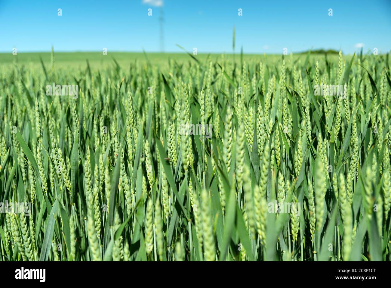 Grünes Weizenfeld und blauer Himmel, Blick auf den Sommer Stockfoto