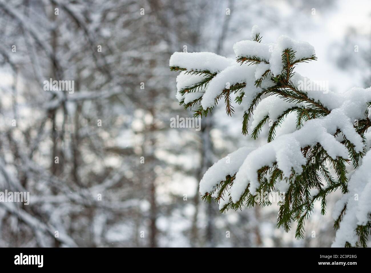 Schneebedeckte Kiefernäste. Kopieren Raum Stockfoto