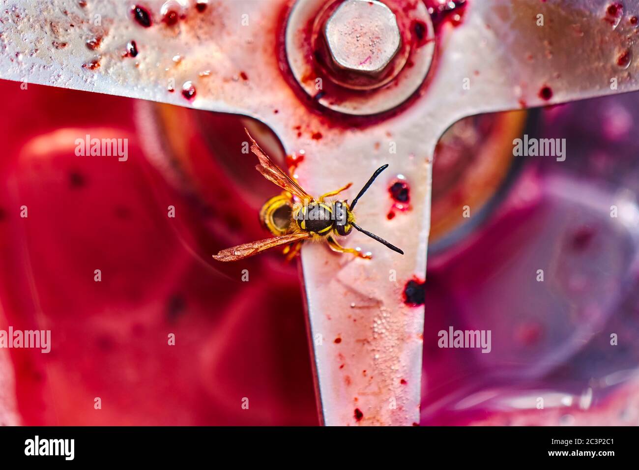 Wespe sitzt auf der Klinge eines Mixers und essen die Reste eines Smoothie. Stockfoto