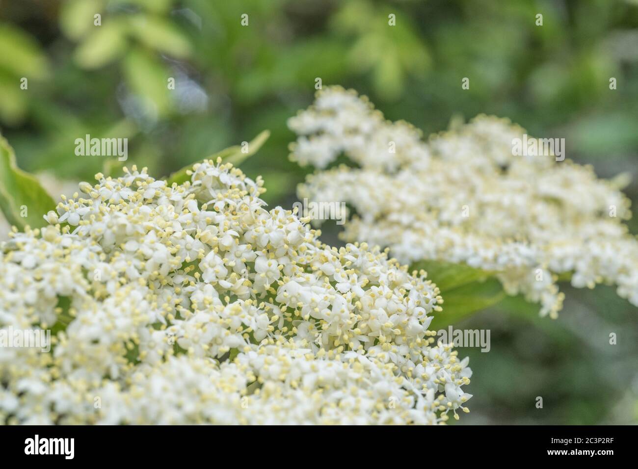 Holunder blumen hautnah -Fotos und -Bildmaterial in hoher Auflösung – Alamy
