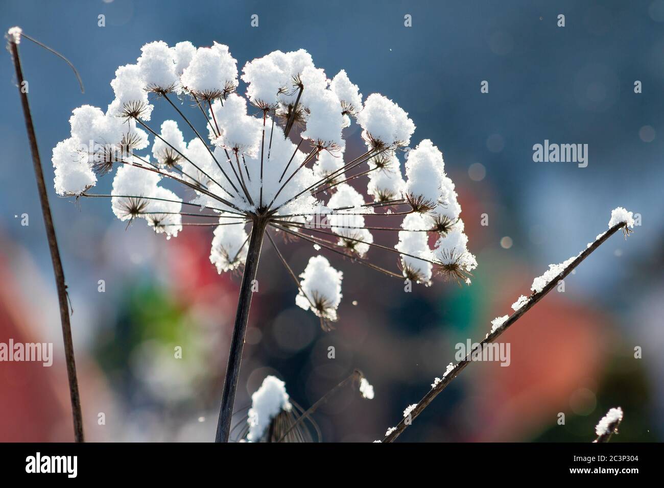 Apiaceae oder Umbelliferae trockene Blume in Form eines Regenschirms unter einer Schneekappe. Stockfoto