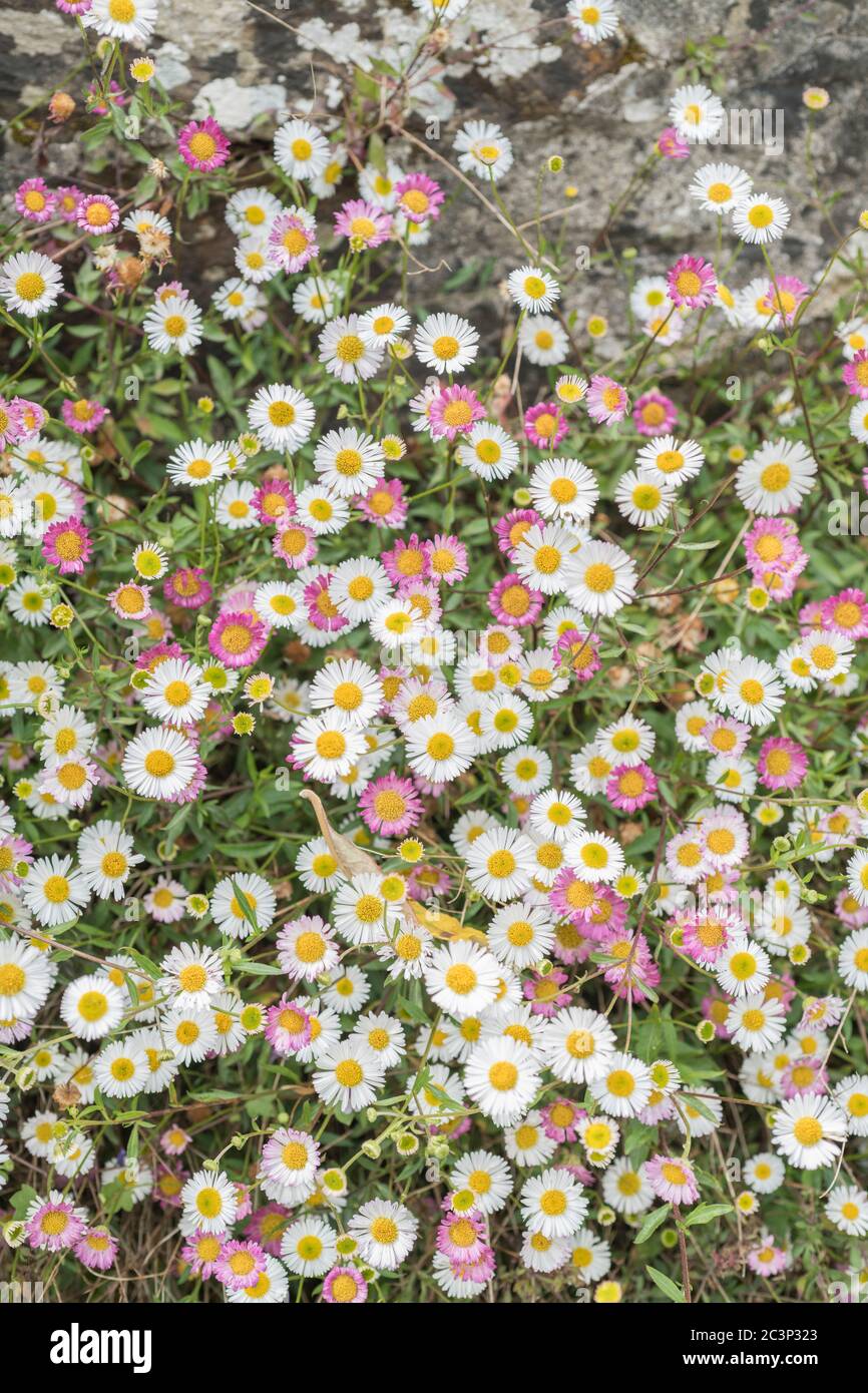 Fleabane, Daisy / Erigeron karvinskianus Blumen. Invasive Pflanzenarten in einigen Ländern. Heilpflanze in Indien. Stockfoto