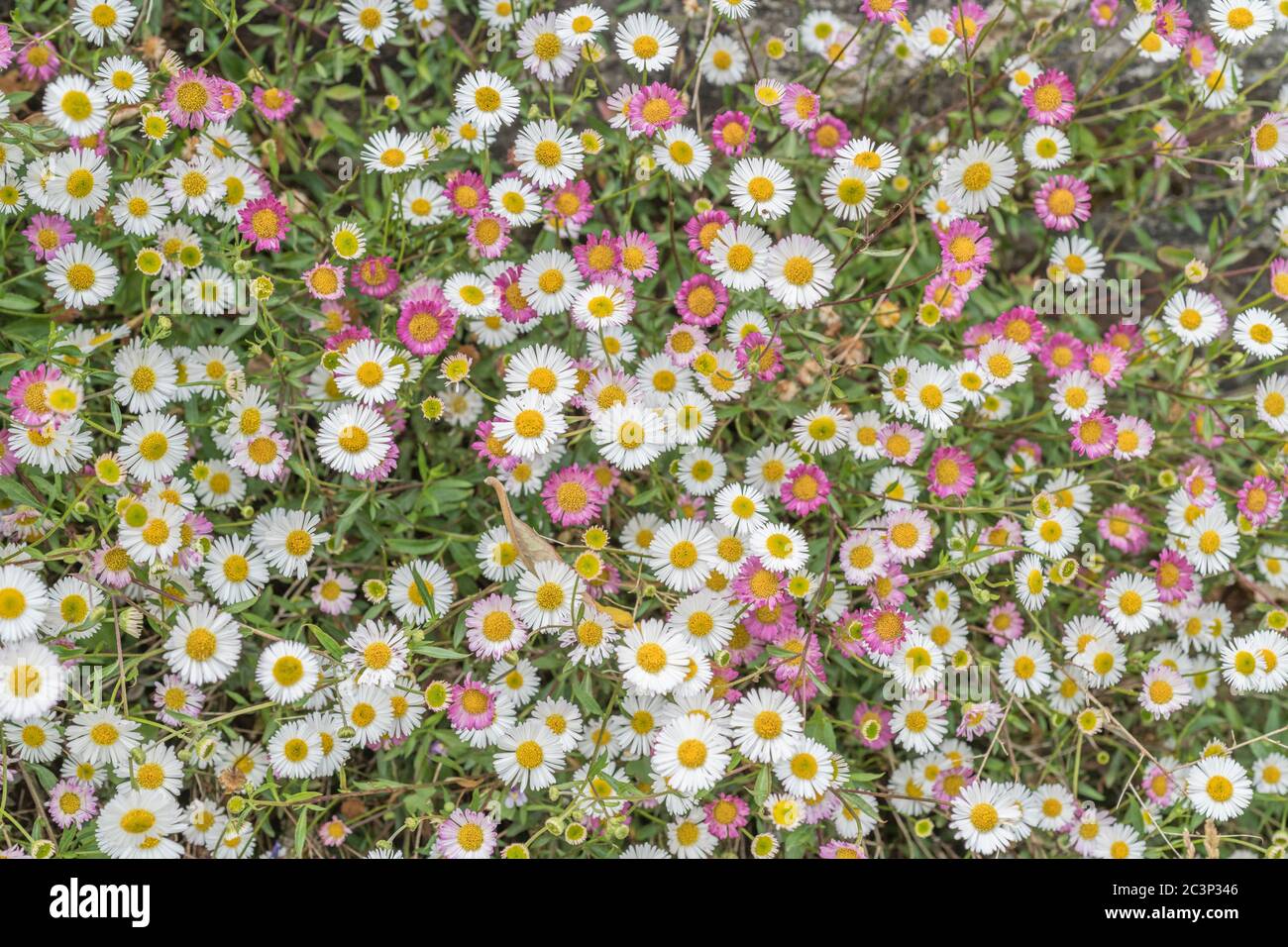 Fleabane, Daisy / Erigeron karvinskianus Blumen. Invasive Pflanzenarten in einigen Ländern. Heilpflanze in Indien. Stockfoto