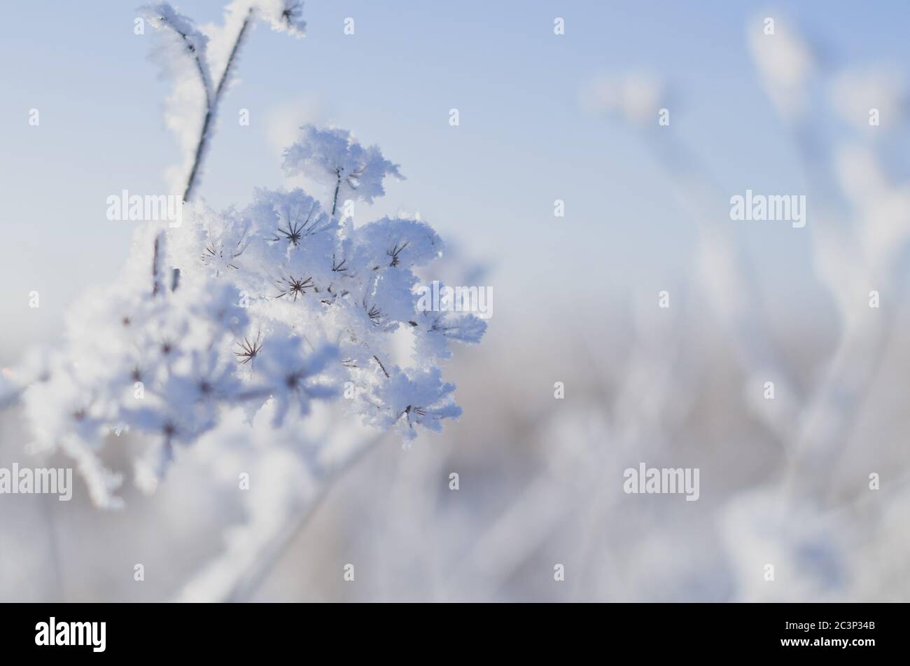 Gefrorene Blumen. Umbelliferae, Familie der Petersilie. Stockfoto