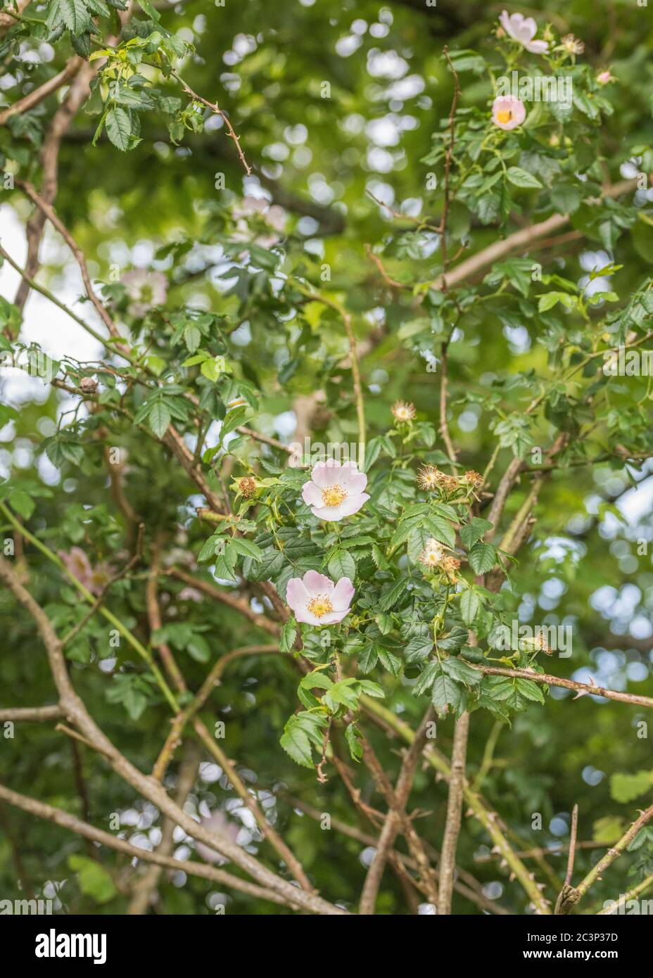 Blühende Hunderose / Rosa canina wächst in einer Cornwall Hecke. Ein gewöhnliches UK Unkraut Dog Rose wurde als Heilpflanze in pflanzlichen Heilmitteln verwendet. Stockfoto