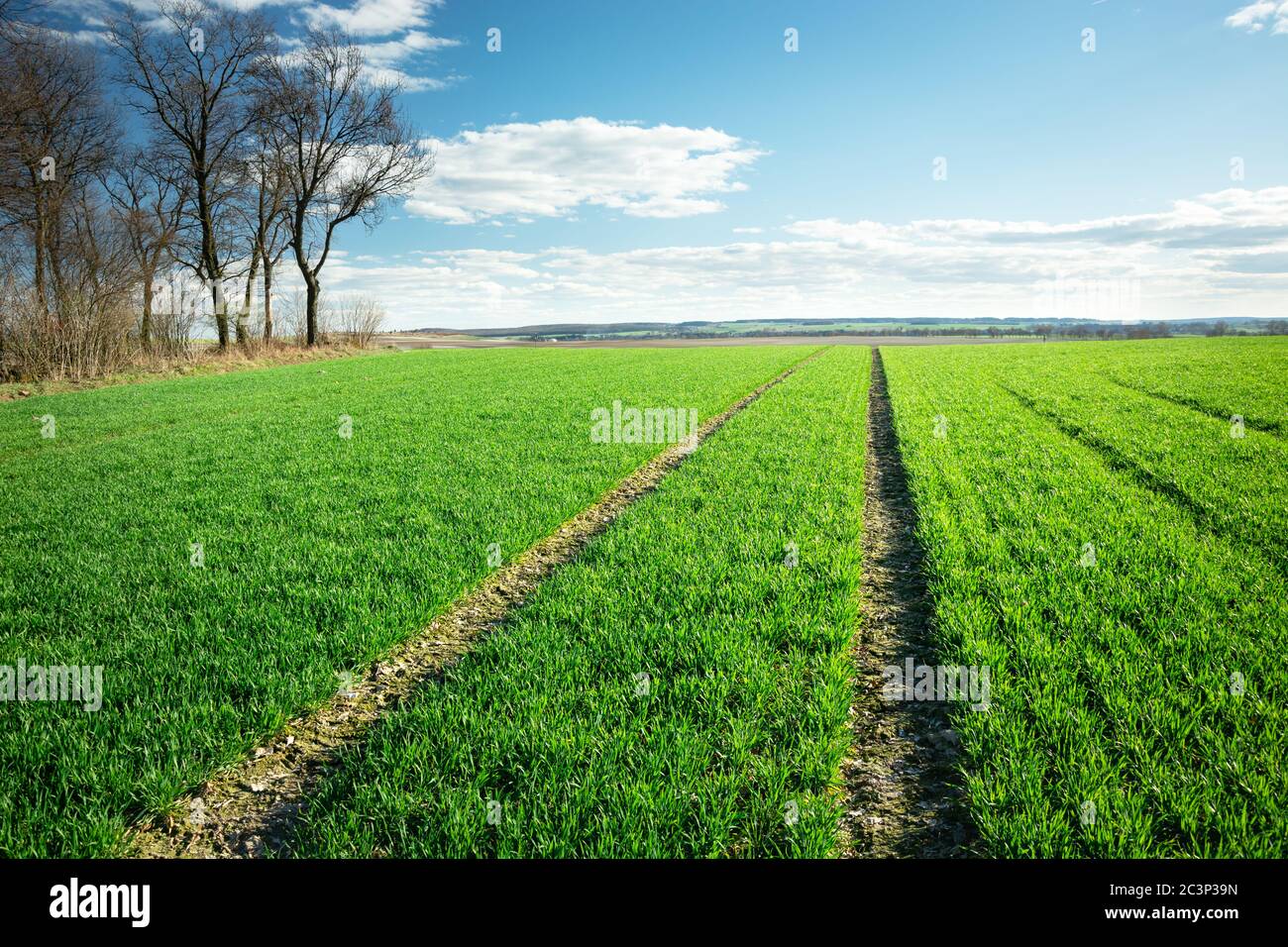 Ein Technologiepfad in grünem jungen Getreide, Bäumen und Wolken am blauen Himmel, sonniger Frühling in Ostpolen Stockfoto