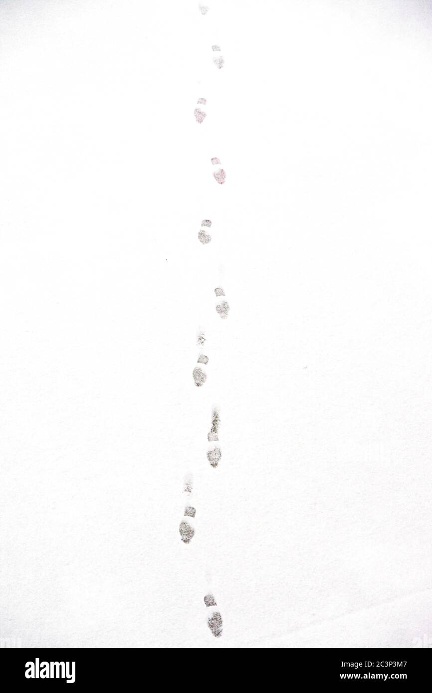 Vertikale High-Angle-Aufnahme von Fußabdrücken auf der schönen schneebedeckten Masse Stockfoto
