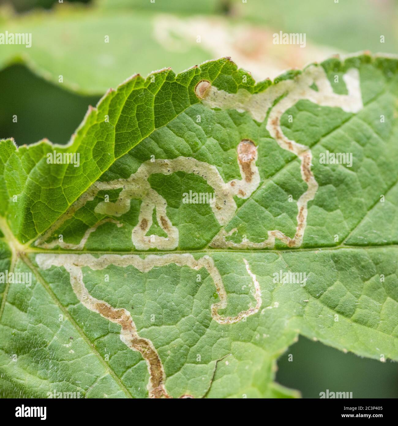 Close Shot Detail von Hogweed / Heacleum sphondylium Blatt beschädigt durch eine Art von Blatt-Bergmann oder Blatt Bergbau Insekt. Für Insektenpflanzen Schäden. Stockfoto