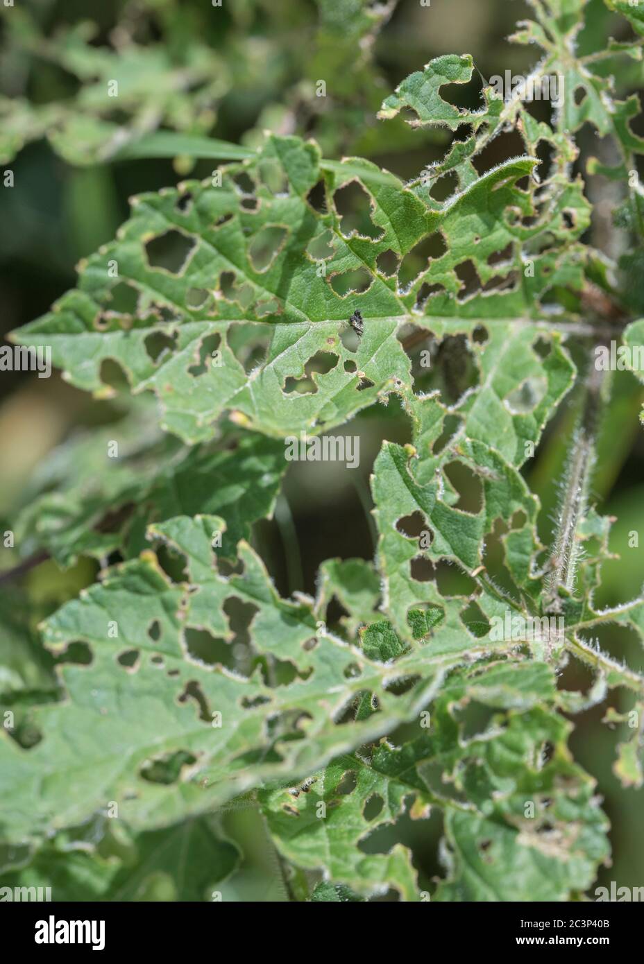 Blätter von Hogweed / Heracleum sphondylium von Insekten (Arten unbekannt), im Sommer Sonnenlicht weggefressen. Für insektengeschädigte Pflanzen, Insektenschäden. Stockfoto