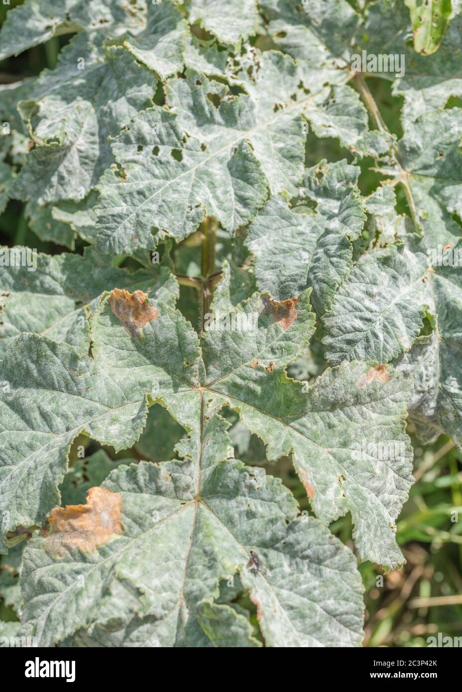 Schwalbenkraut / Heracleum sphondylium Blatt von Insekten weggefressen (Arten unbekannt) & bedeckt mit Mehltau. Für Insektenschäden, Pflanzenkrankheit. Stockfoto