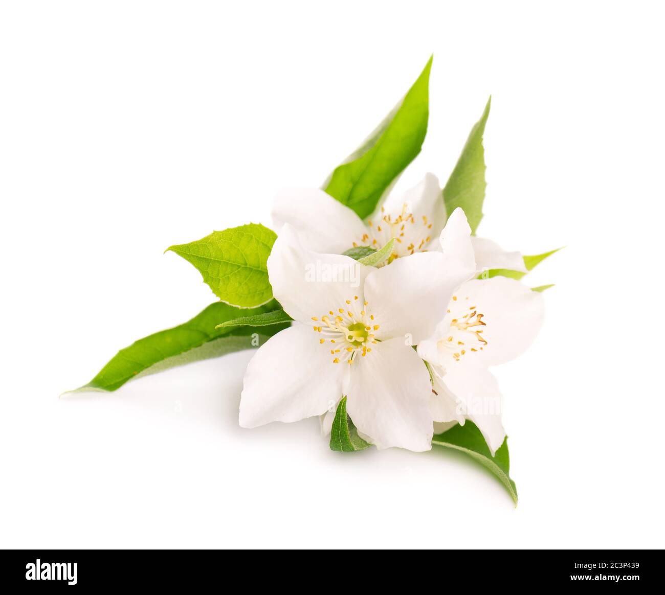 Jasminblüten isoliert auf weißem Hintergrund. Jasminzweig. Stockfoto
